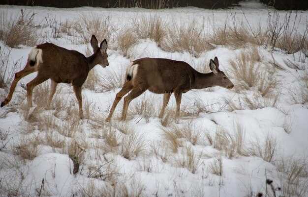 История модели и её происхождение: как появился олень на Волге?