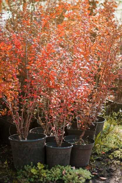 Подготовка почвы и выбор места для посадки