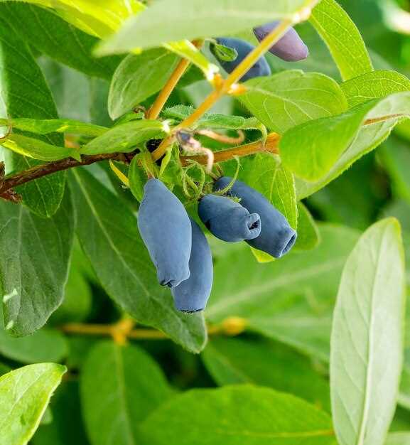 Практические идеи использования цвета жимолости 2114 в ландшафтном дизайне