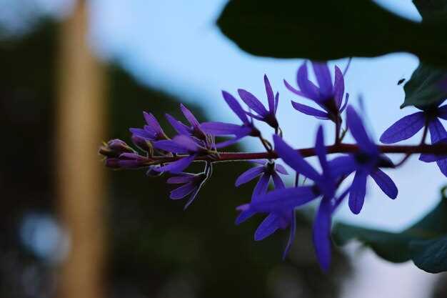 Физические параметры растения: размеры, форма и структура кустарника